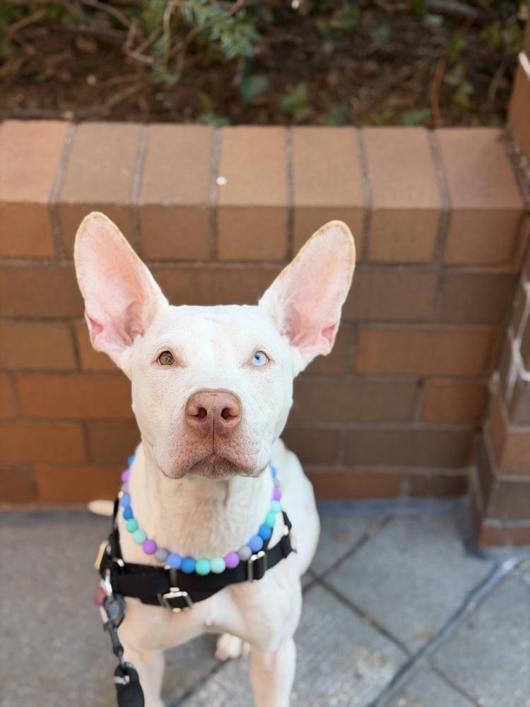 Enlarge Aurora, a Adoptable mixed breed in New York, NY image 6/6
