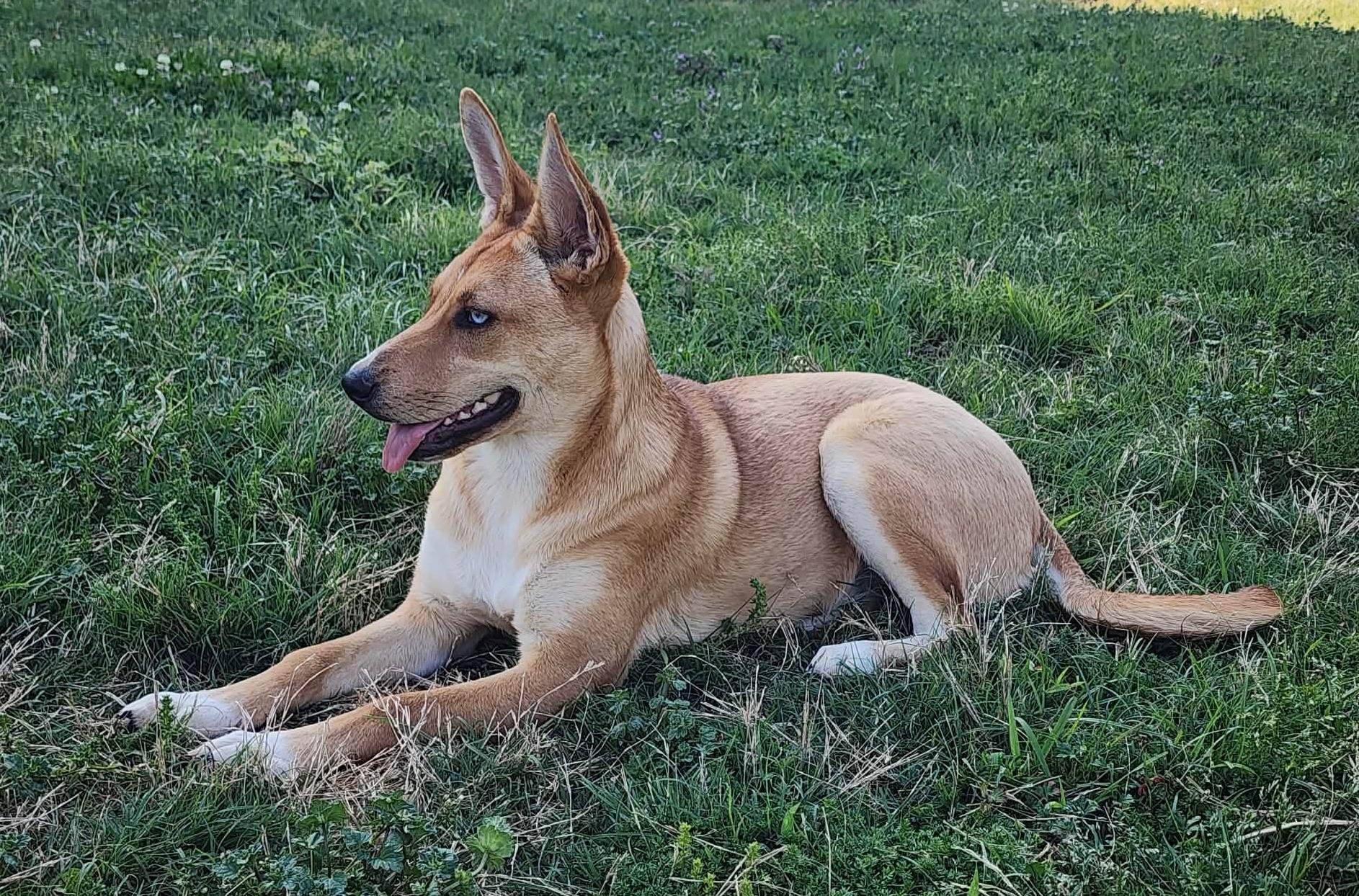 Enlarge Topaz, an adopted mixed breed in Johnston , RI image 5/5