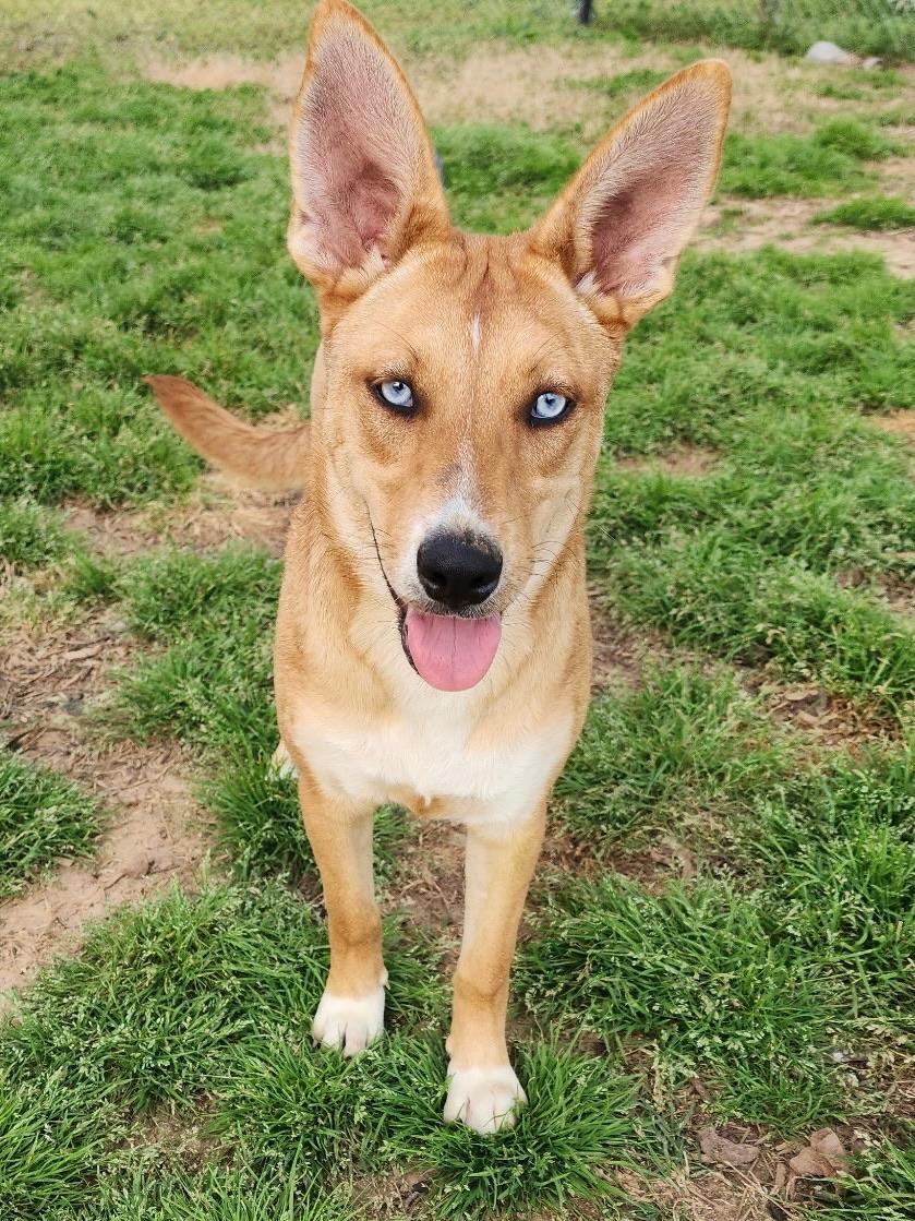 Enlarge Topaz, an adopted mixed breed in Johnston , RI image 1/5