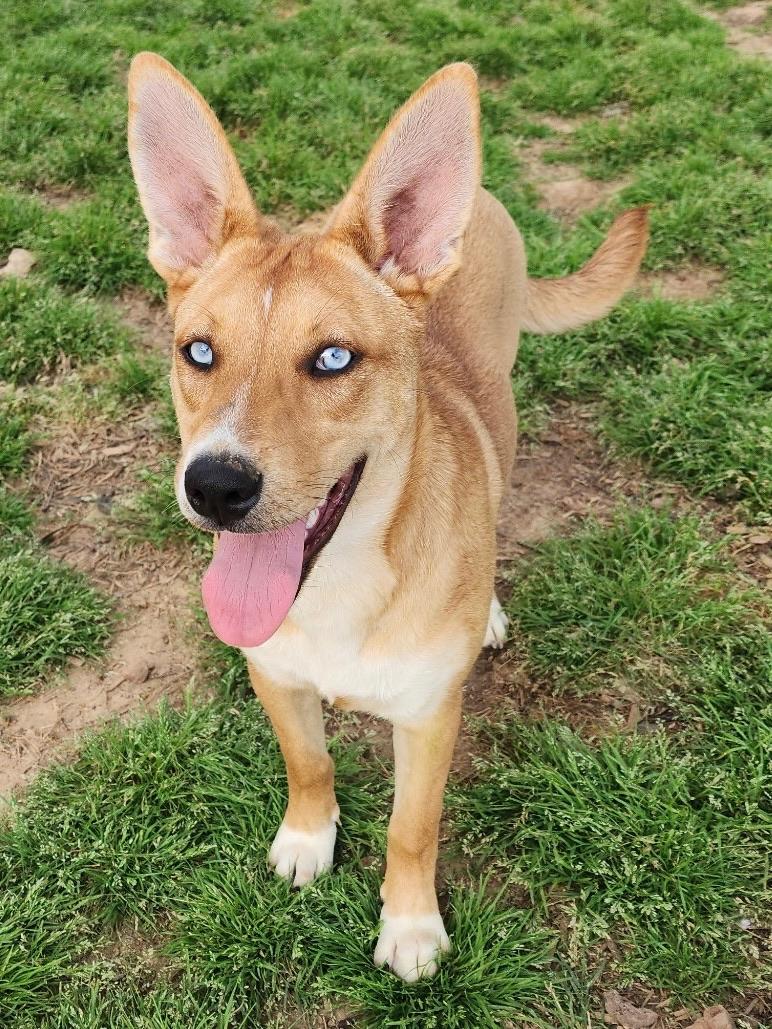 Enlarge Topaz, an adopted mixed breed in Johnston , RI image 2/5