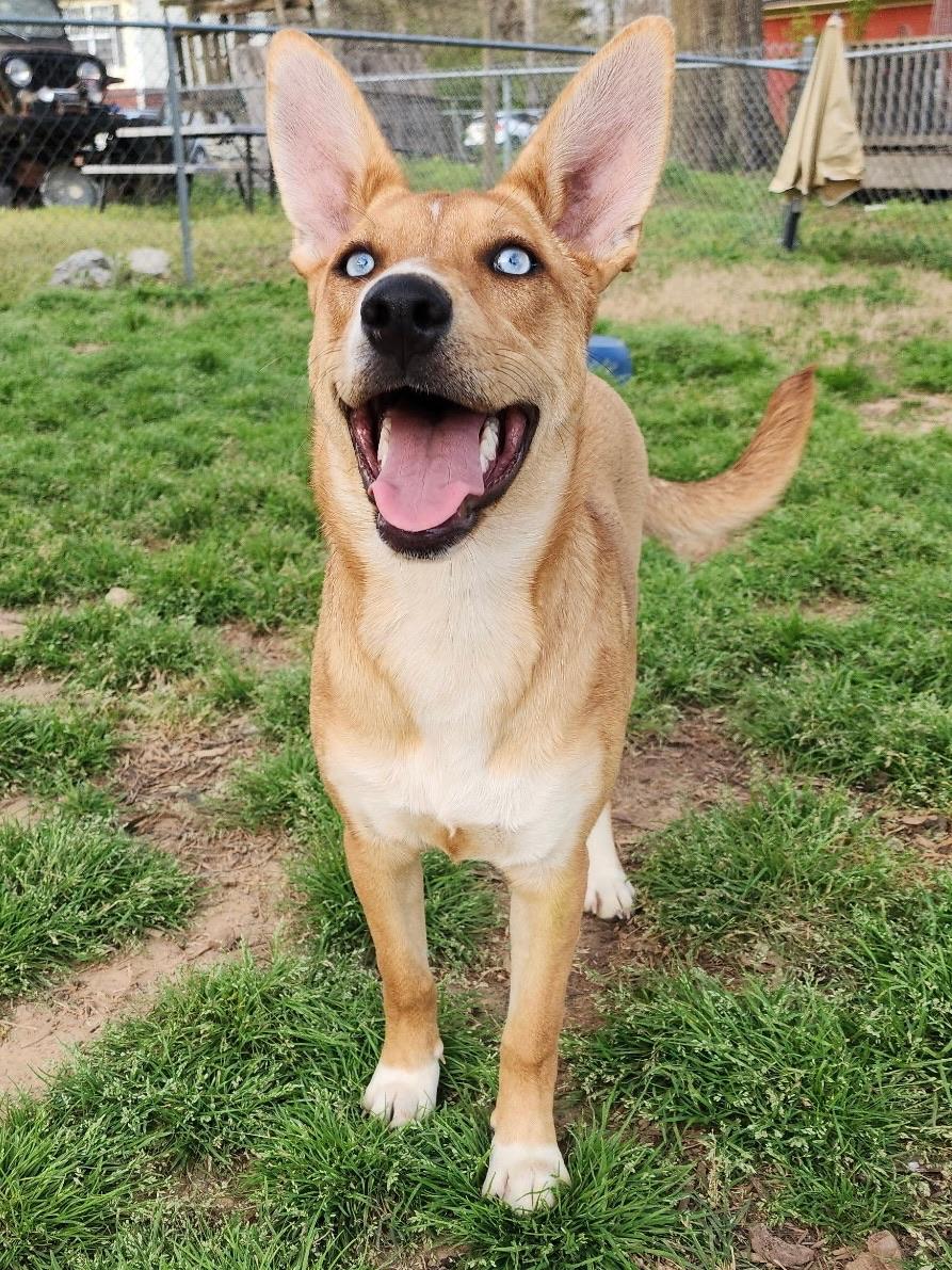 Enlarge Topaz, an adopted mixed breed in Johnston , RI image 4/5