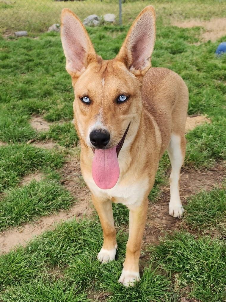 Enlarge Topaz, an adopted mixed breed in Johnston , RI image 3/5