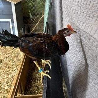 Enlarge Blue 033, a Adoptable Chicken in Chester Springs, PA image 1/1