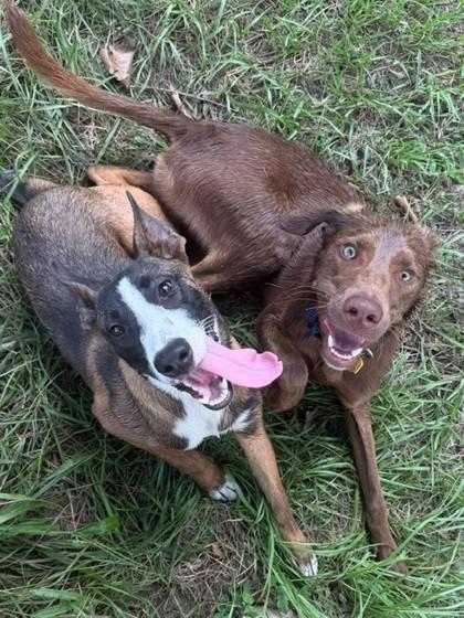 Enlarge Cassius, a Adoptable mixed breed in Port Allen, LA image 1/3