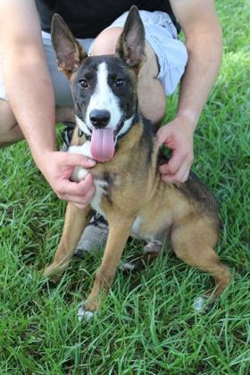 Enlarge Cassius, a Adoptable mixed breed in Port Allen, LA image 2/3