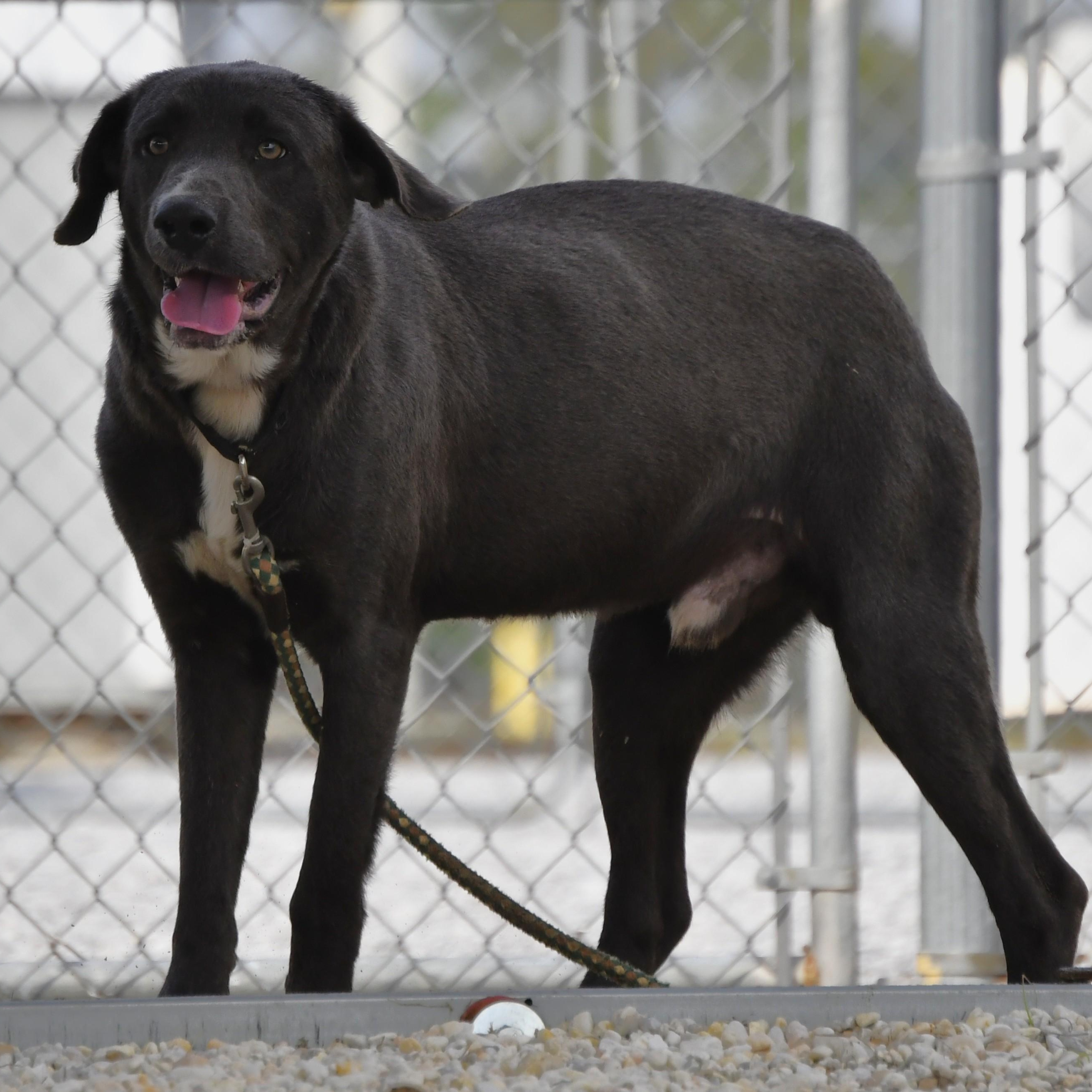 Weslie, ADOPTABLE, Adult Male Labrador Retriever.