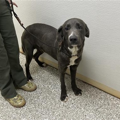 Enlarge Weslie, a ADOPTABLE mixed breed in Defuniak Springs, FL image 2/2