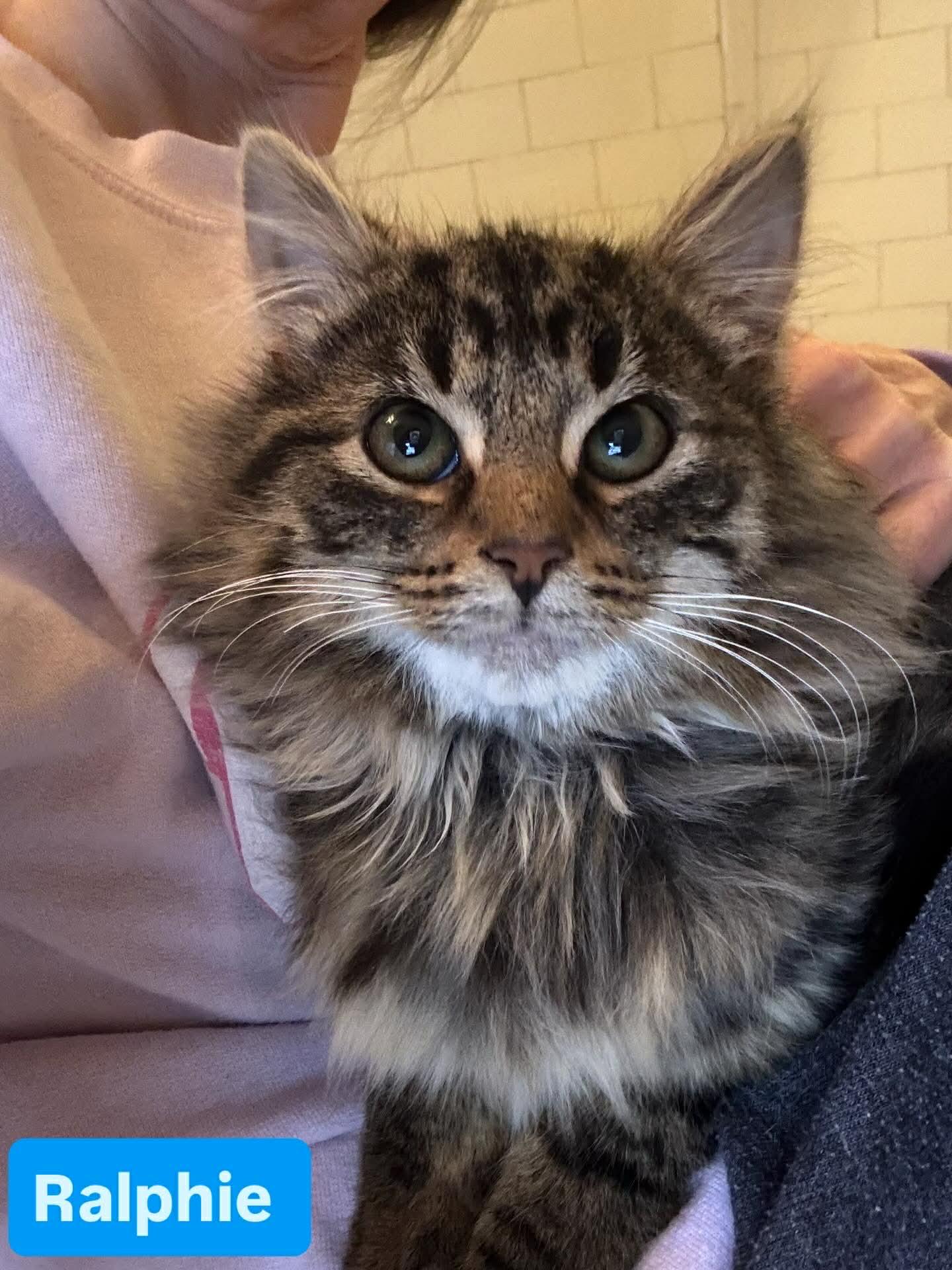 Ralphie, Adoptable, Young Male Domestic Long Hair.