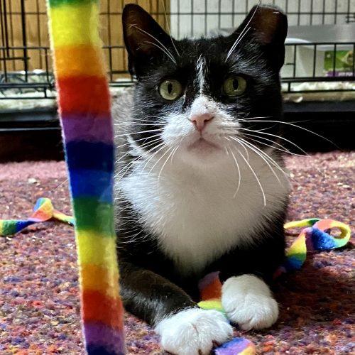 April, Adoptable, Young Female Domestic Short Hair.