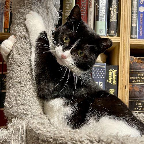 April, a Adoptable Domestic Short Hair in Knoxville, TN image 2/4