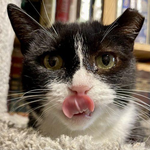 April, a Adoptable Domestic Short Hair in Knoxville, TN image 3/4