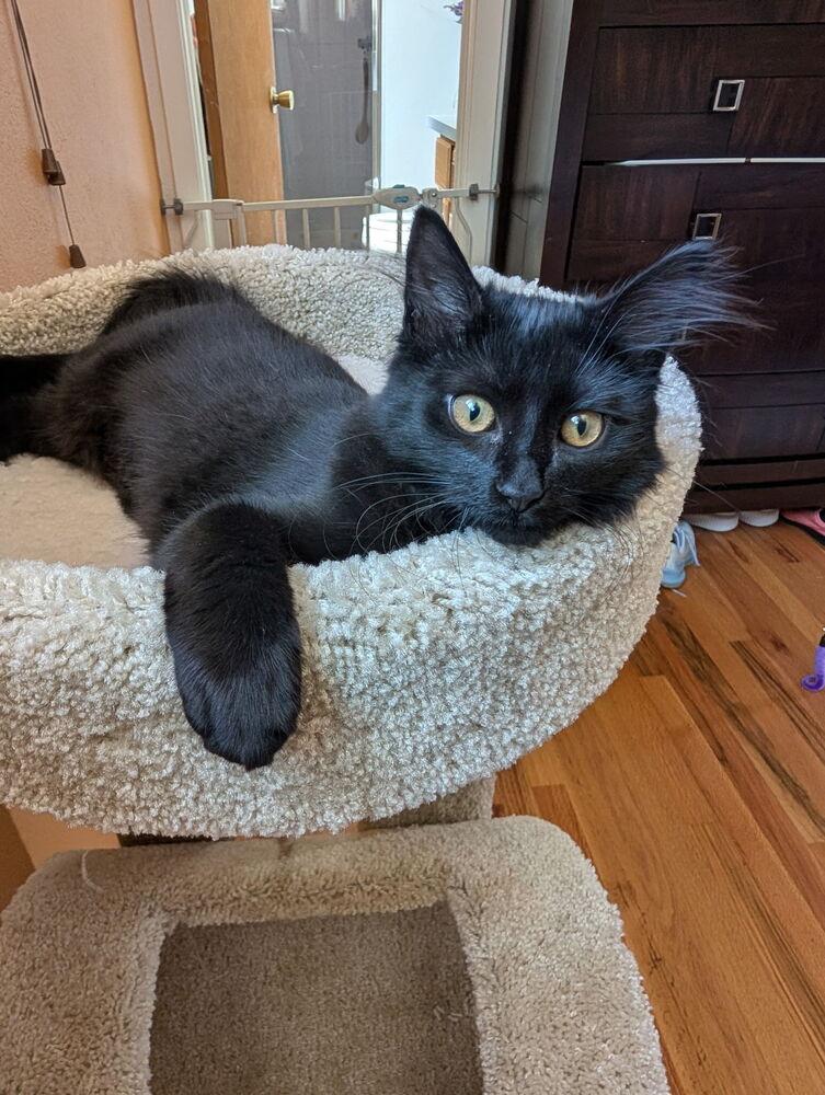 Raven3, Adoptable, Kitten Female Domestic Medium Hair.