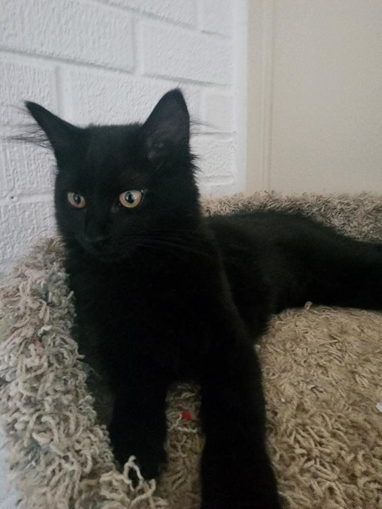 Raven3, a Adoptable mixed breed in Littleton, CO image 2/3