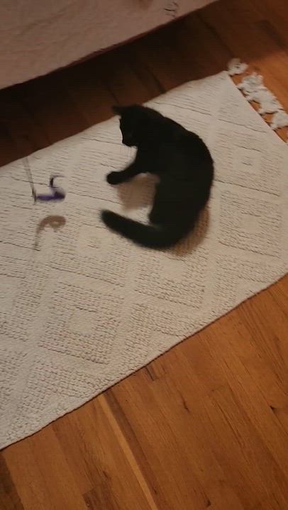 Enlarge Raven3, a Adoptable mixed breed in Littleton, CO video 3/3