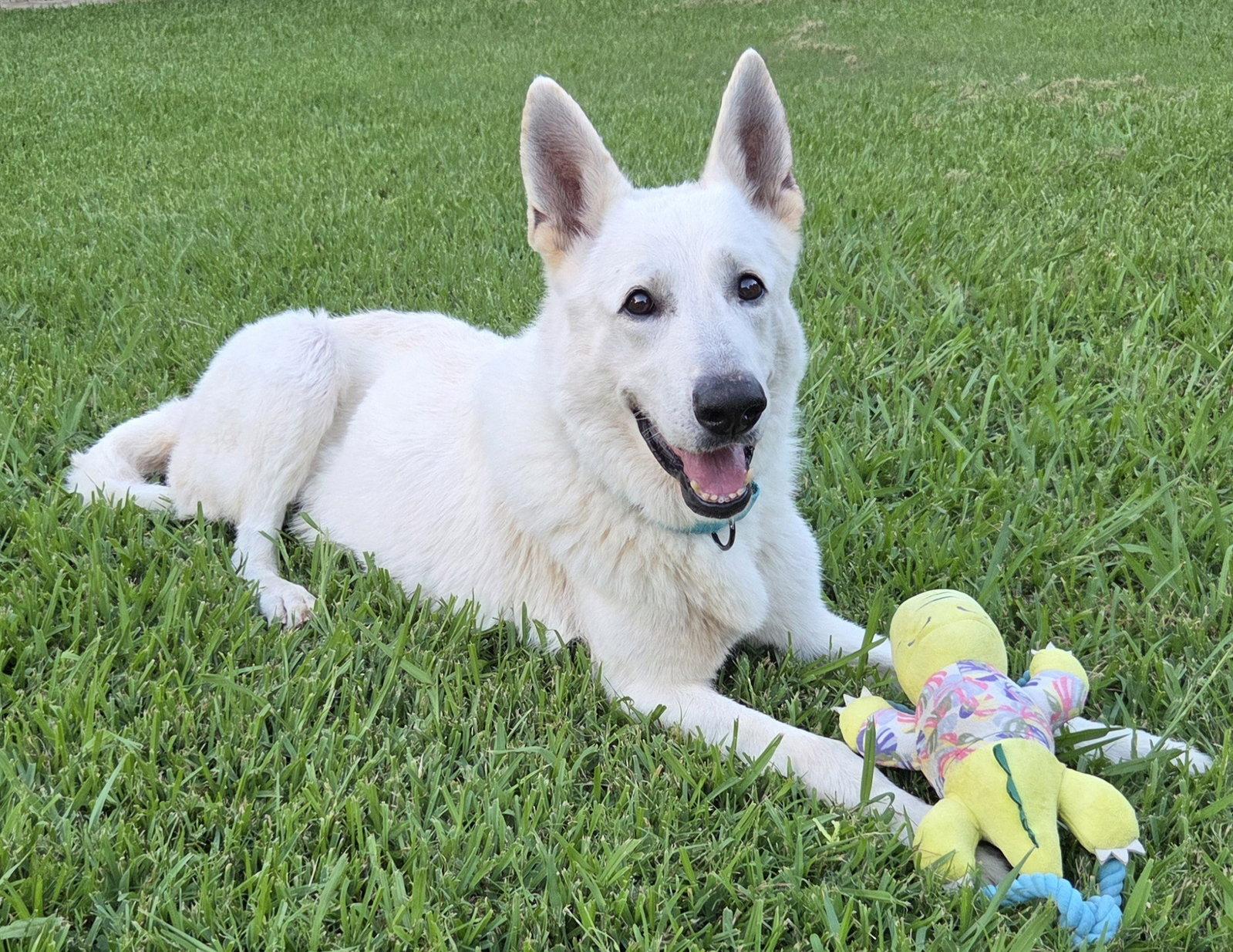 Enlarge Henley, a Adoptable White German Shepherd in Londonderry, NH image 1/3