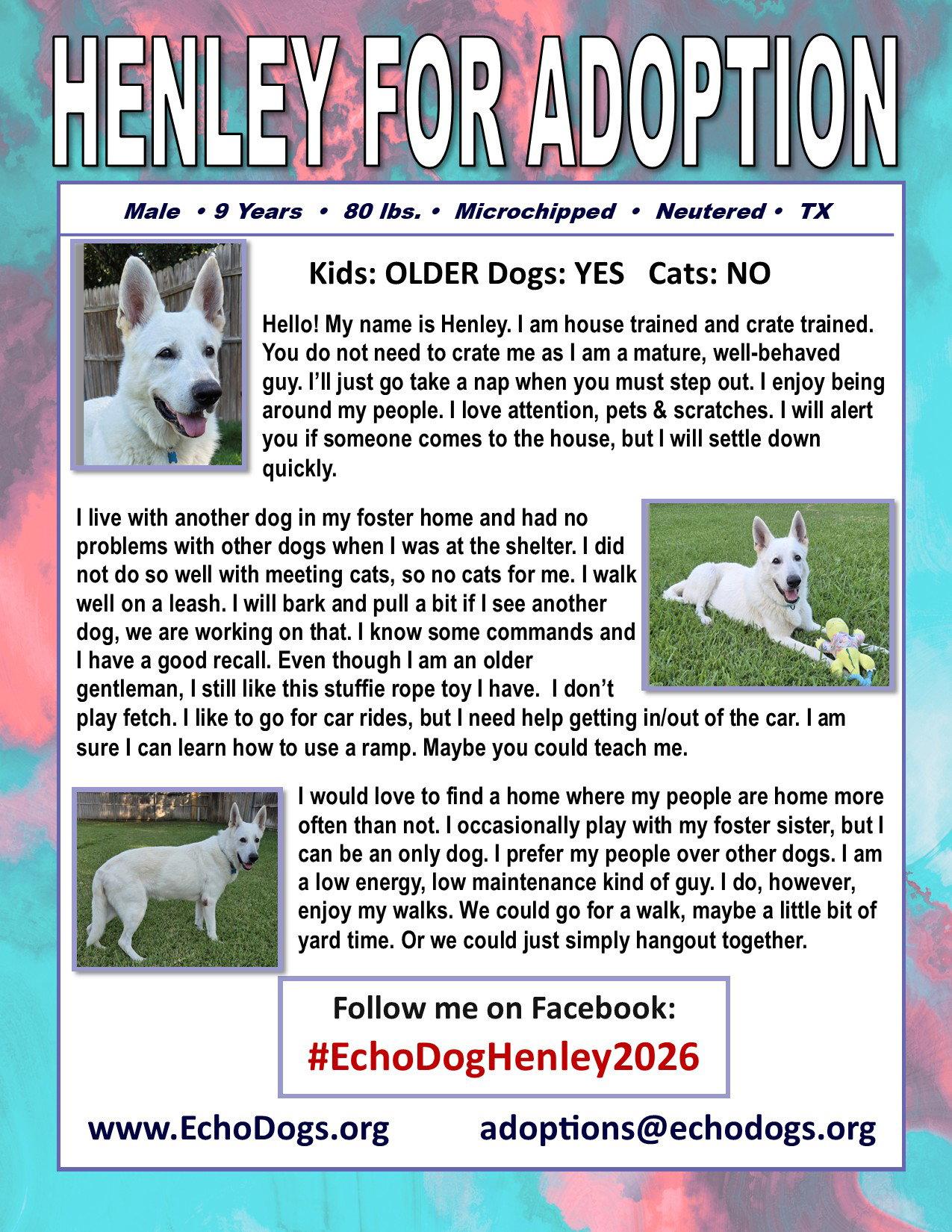 Enlarge Henley, a Adoptable White German Shepherd in Londonderry, NH image 2/3
