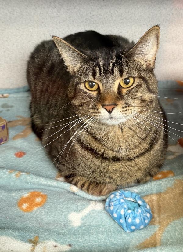 Enlarge David, a Adoptable mixed breed in Canton, GA image 1/1