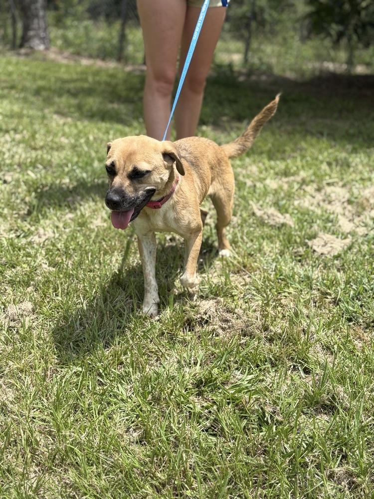 Winnie 24 (Momma 2), Adoptable, Adult Female Shepherd.