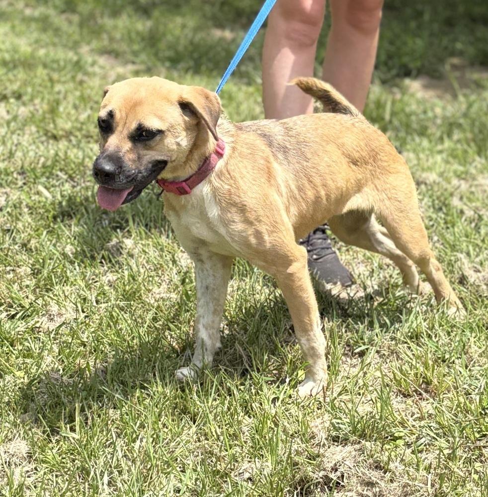 Enlarge Winnie 24 (Momma 2), a Adoptable mixed breed in Crystal Springs, MS image 2/6