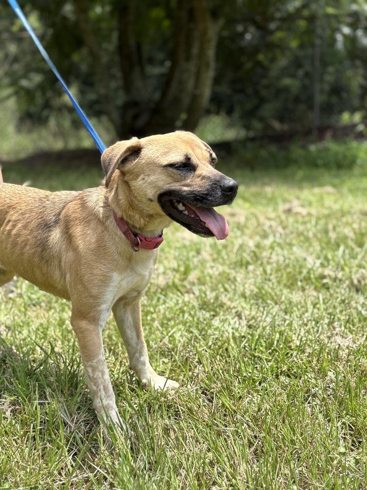 Enlarge Winnie 24 (Momma 2), a Adoptable mixed breed in Crystal Springs, MS image 3/6