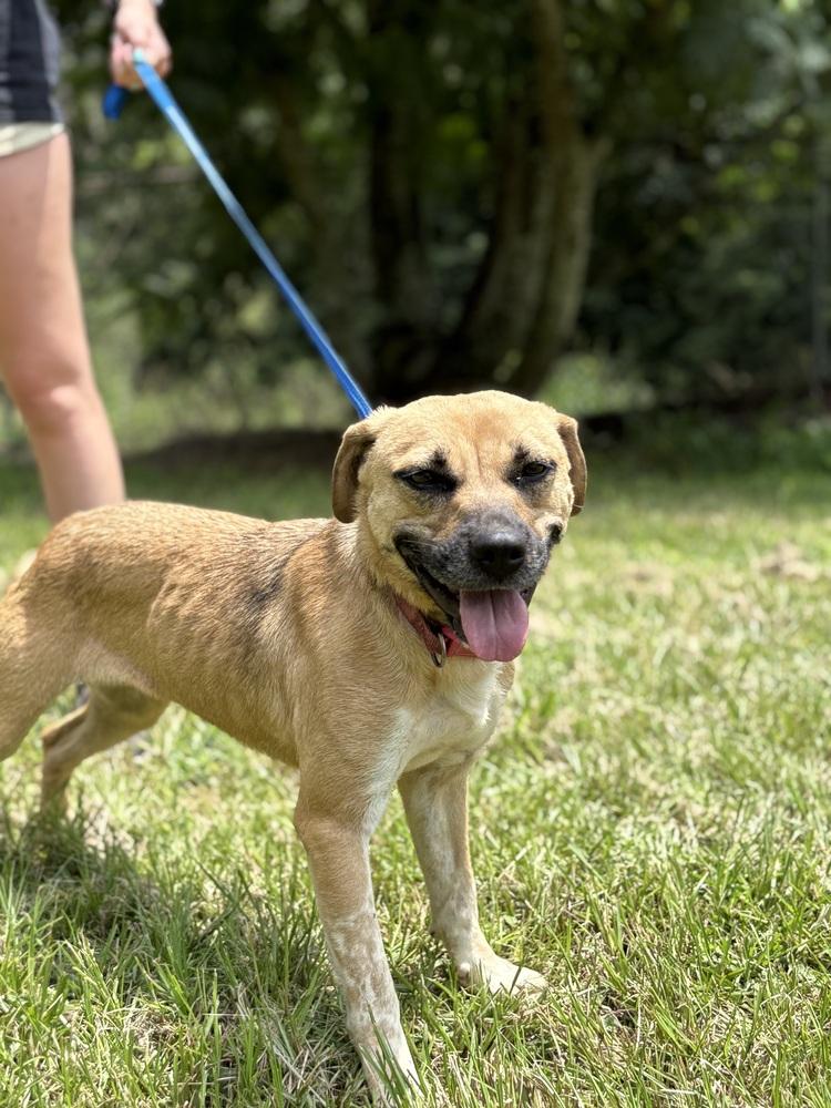 Enlarge Winnie 24 (Momma 2), a Adoptable mixed breed in Crystal Springs, MS image 4/6