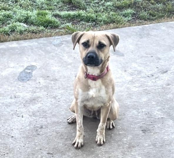 Enlarge Winnie 24 (Momma 2), a Adoptable mixed breed in Crystal Springs, MS image 5/6