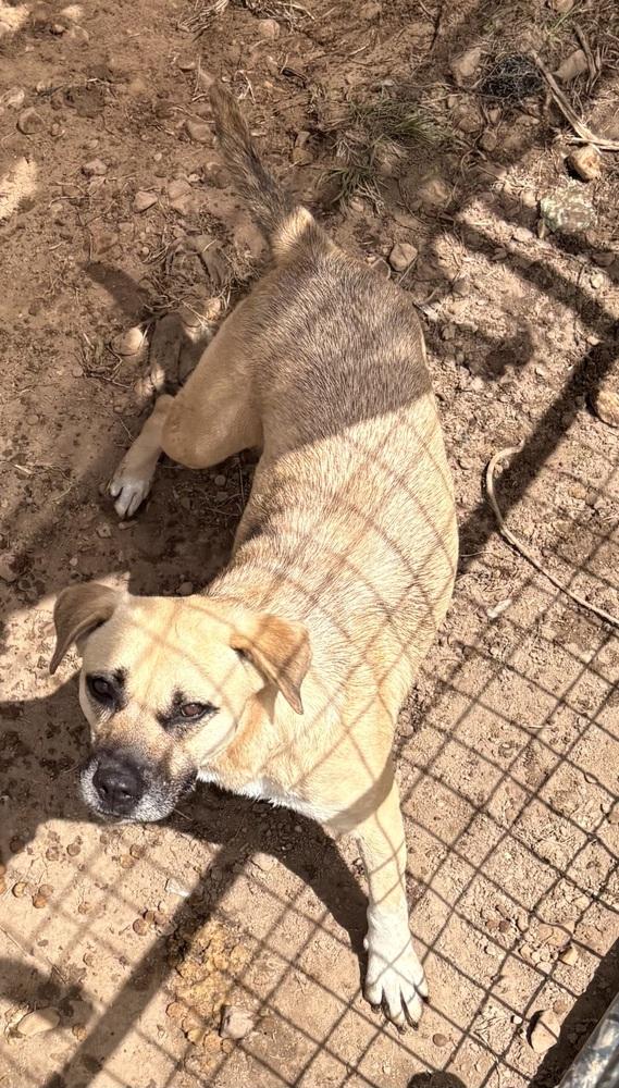 Enlarge Winnie 24 (Momma 2), a Adoptable mixed breed in Crystal Springs, MS image 6/6