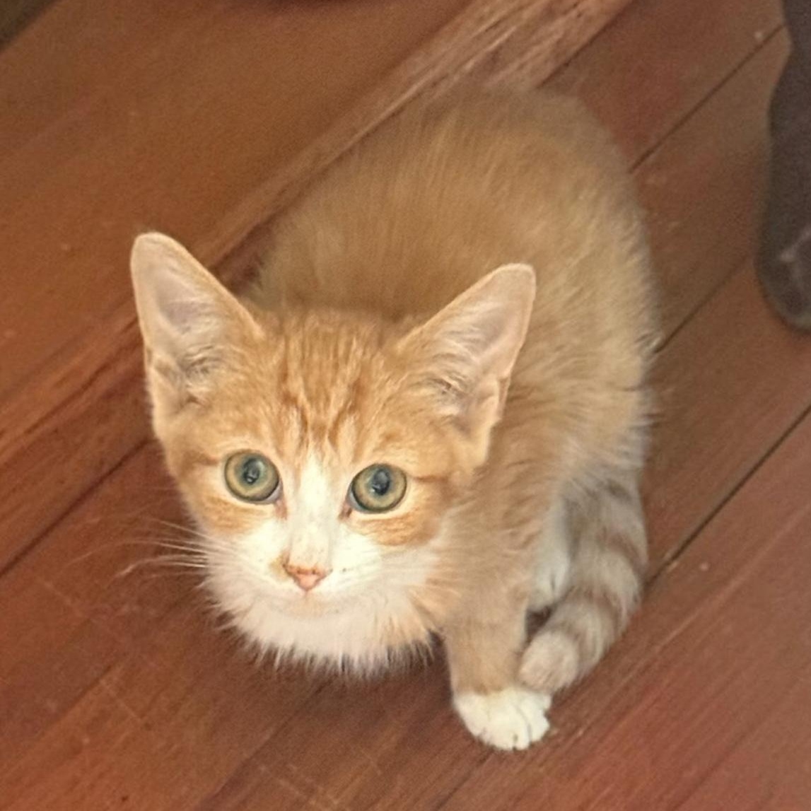Sherlock, an adoptable Domestic Short Hair in Hillsborough, NJ image 4/6