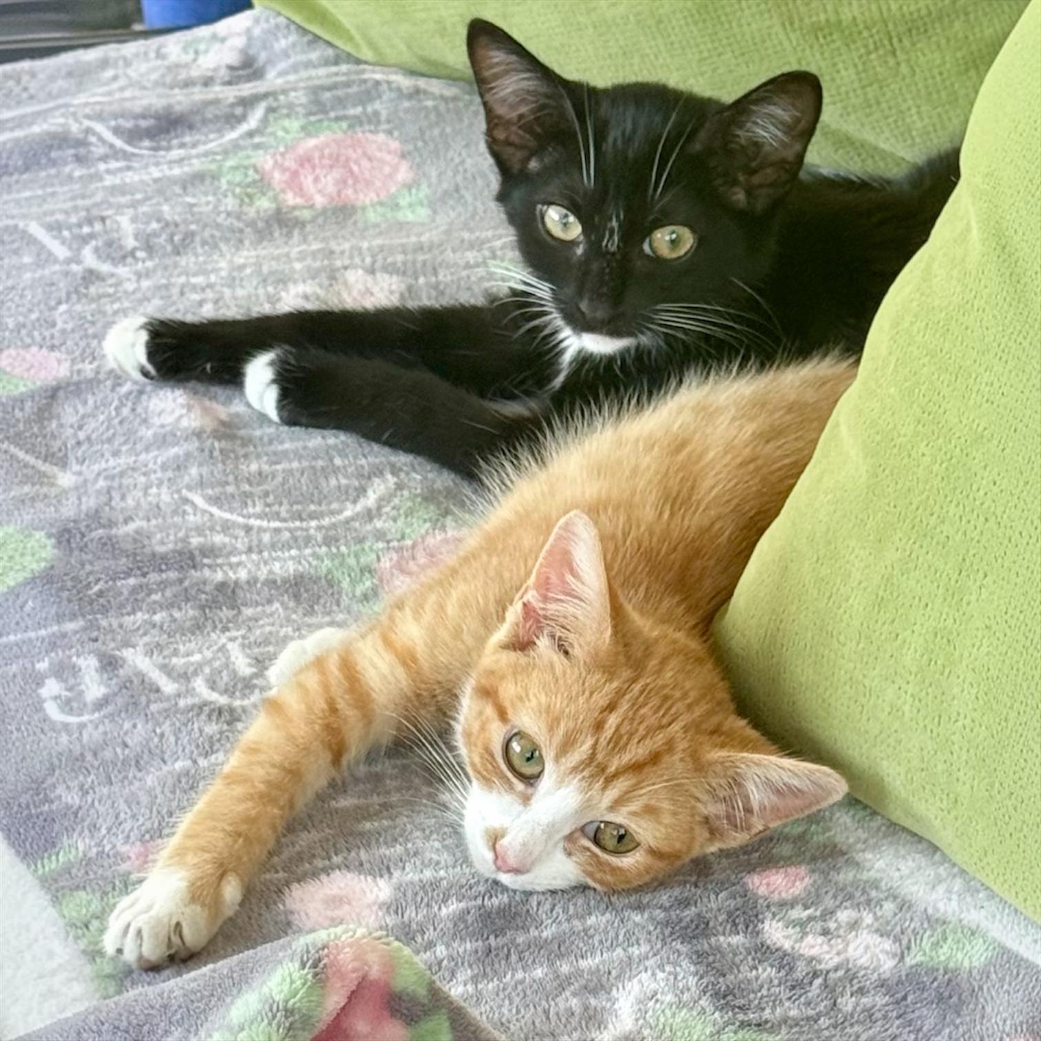 Sherlock, an adoptable Domestic Short Hair in Hillsborough, NJ image 6/6