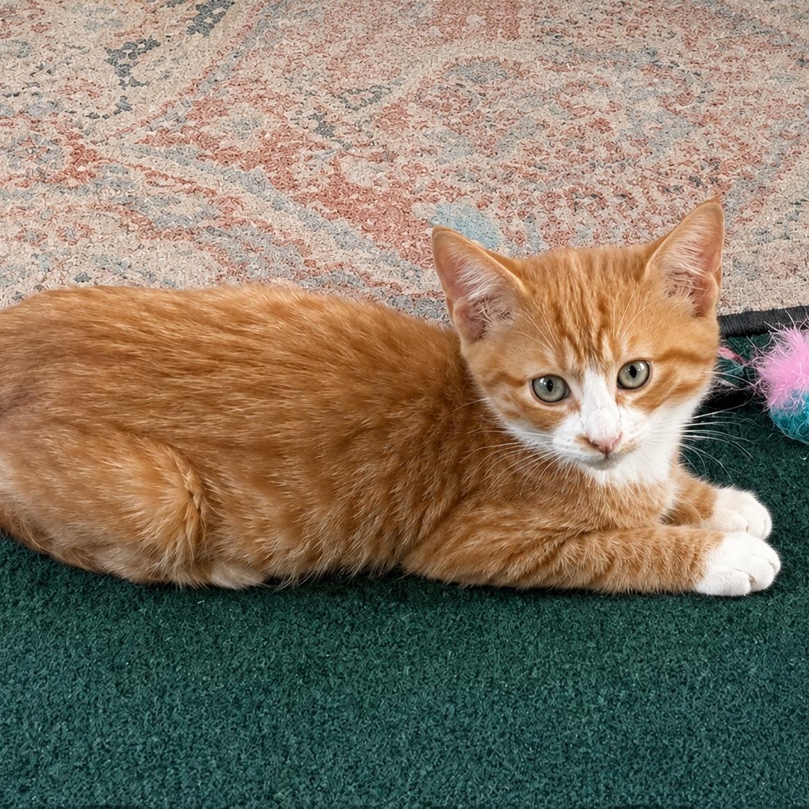 Sherlock, an adoptable Domestic Short Hair in Hillsborough, NJ image 5/6
