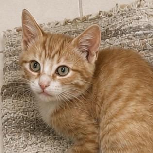 Sherlock, adoptable, Kitten Male Domestic Short Hair.