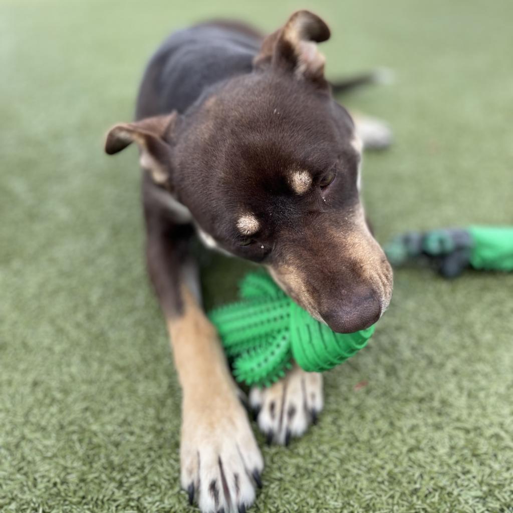 Magic Conch — thumbnail 2