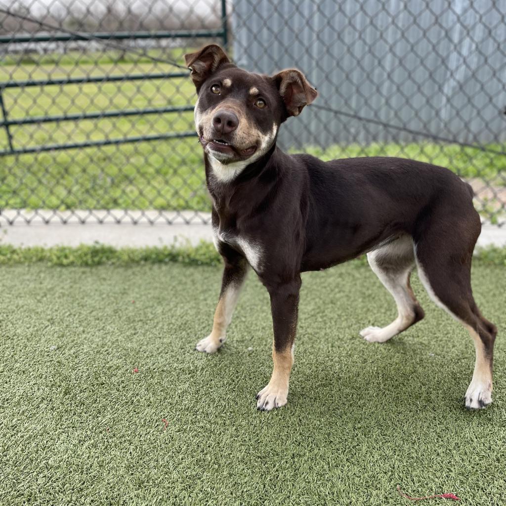 Magic Conch — thumbnail 3