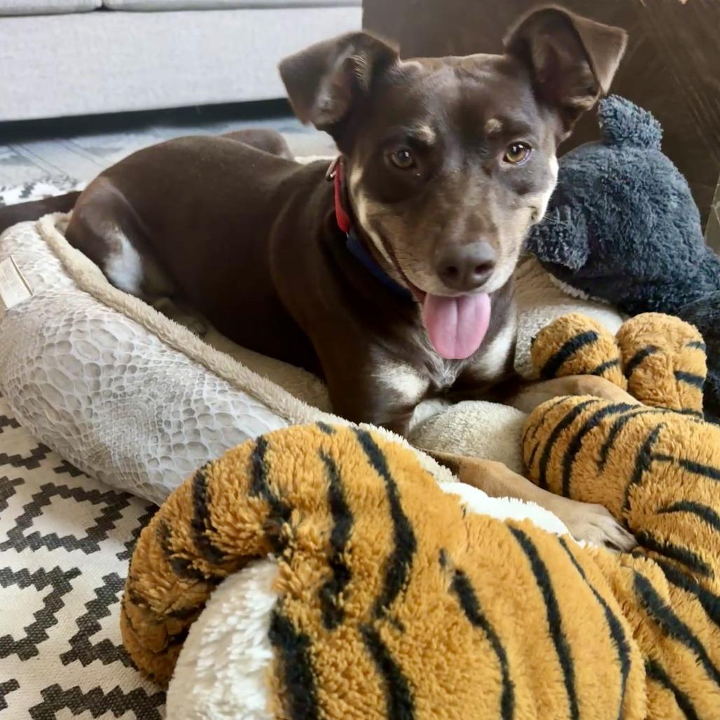 Magic Conch — thumbnail 4