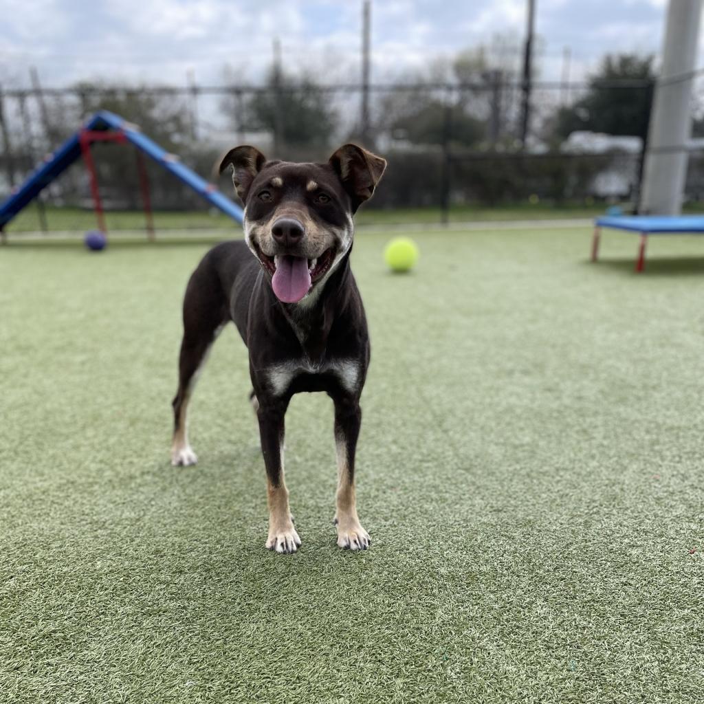 Magic Conch — thumbnail 5