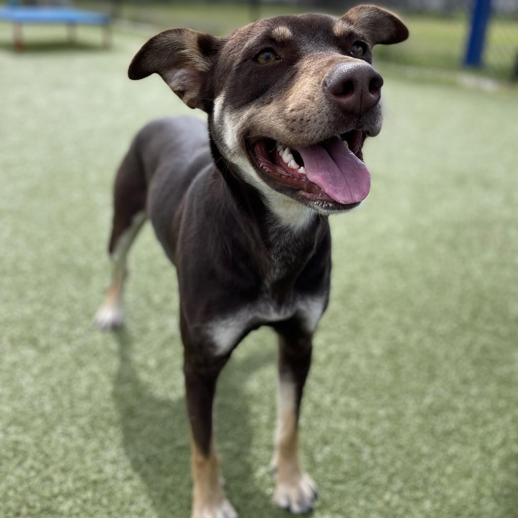 Magic Conch — thumbnail 6