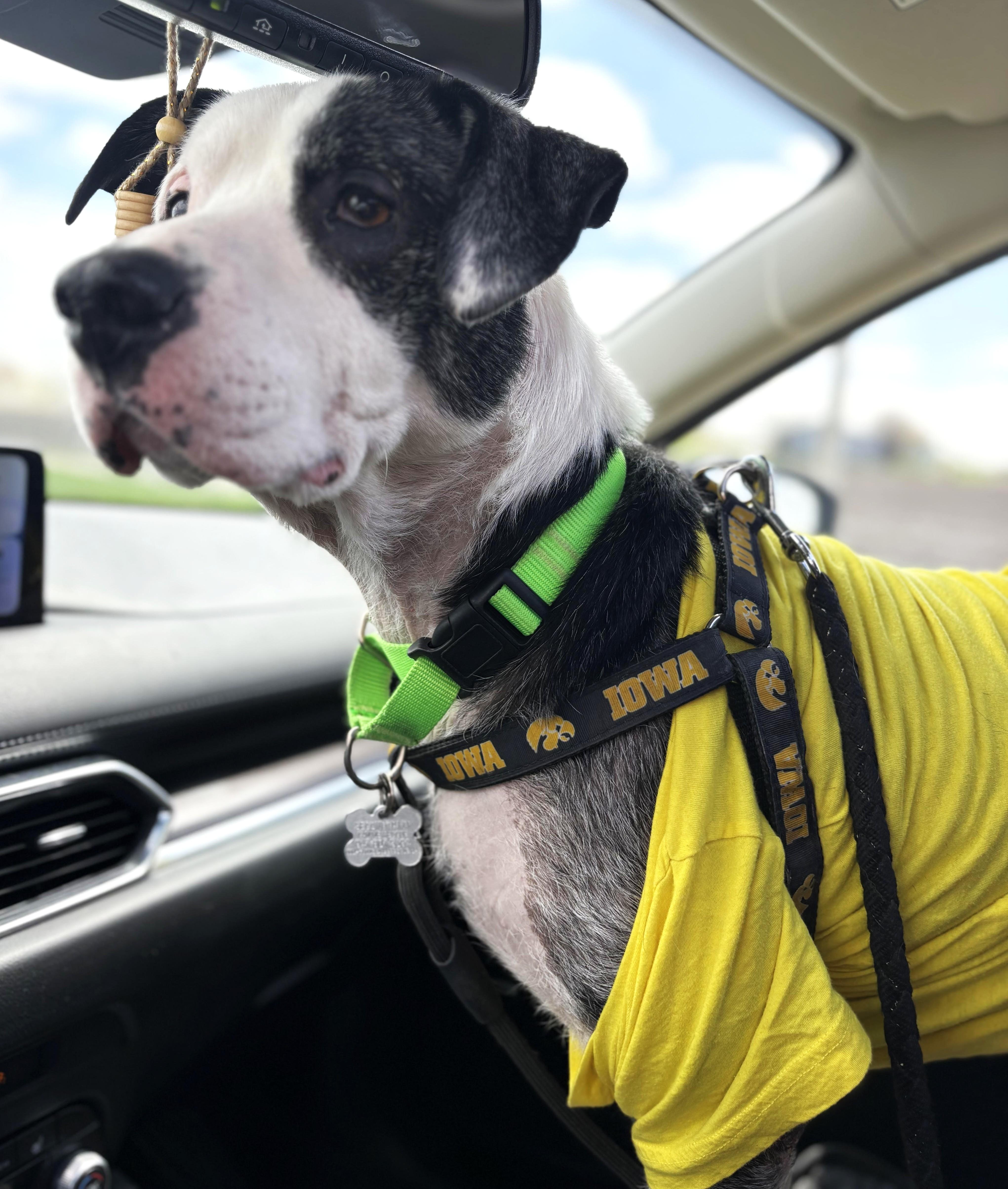 Enlarge Oscar, an adoptable mixed breed in Palatine, IL image 4/6