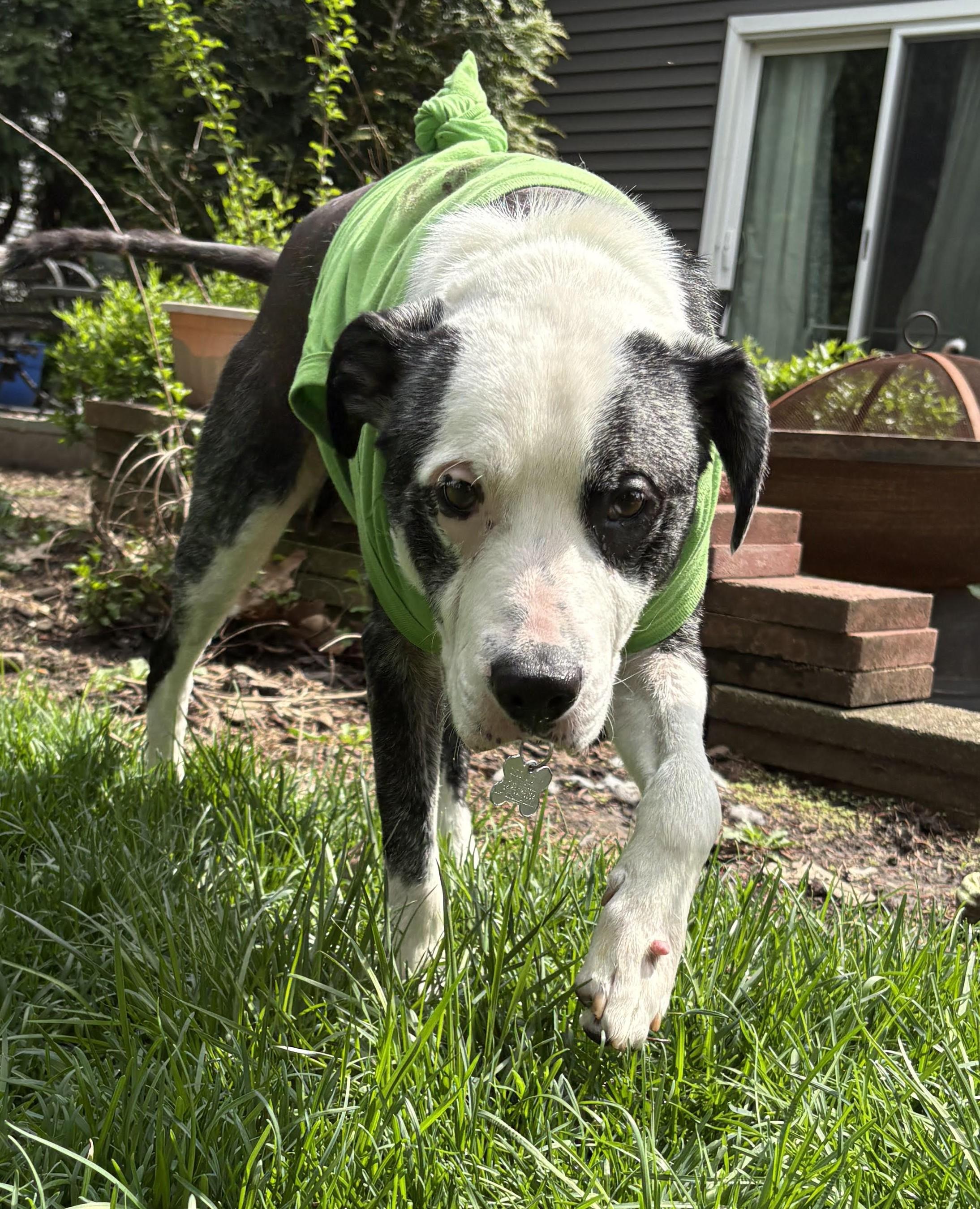 Enlarge Oscar, an adoptable mixed breed in Palatine, IL image 6/6
