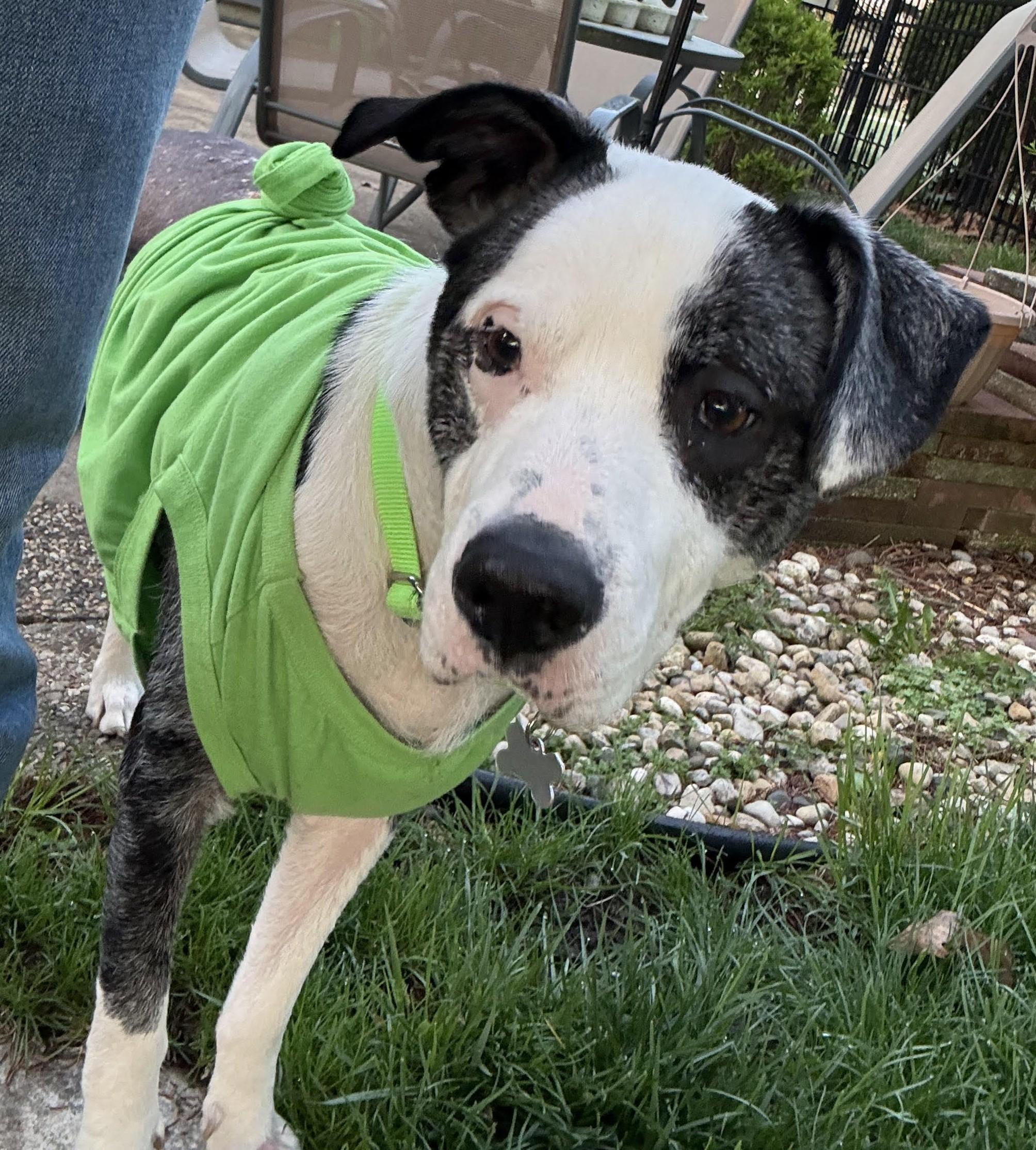 Oscar, adoptable, Senior Male Retriever & Pit Bull Terrier.