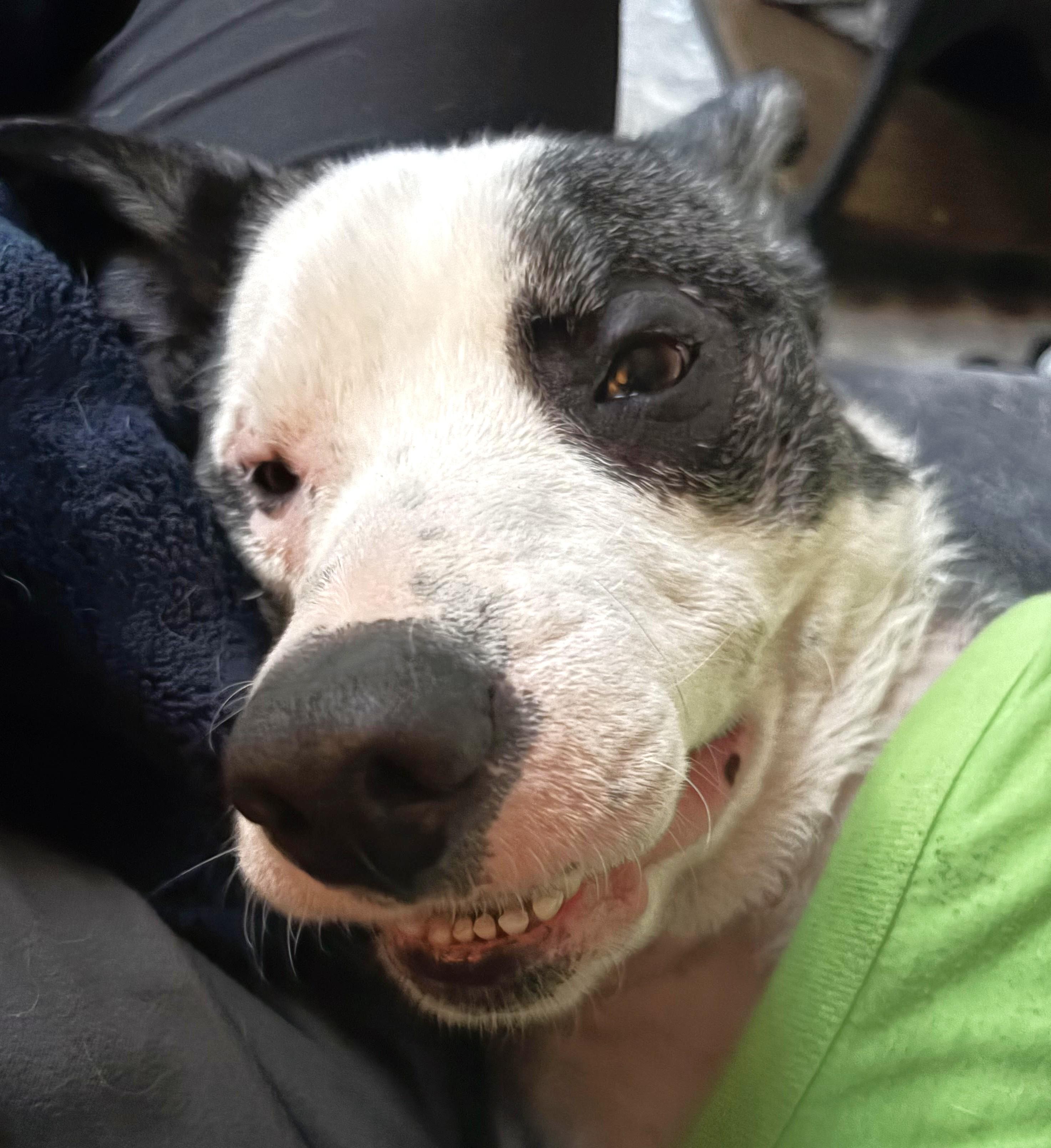 Enlarge Oscar, an adoptable mixed breed in Palatine, IL image 3/6