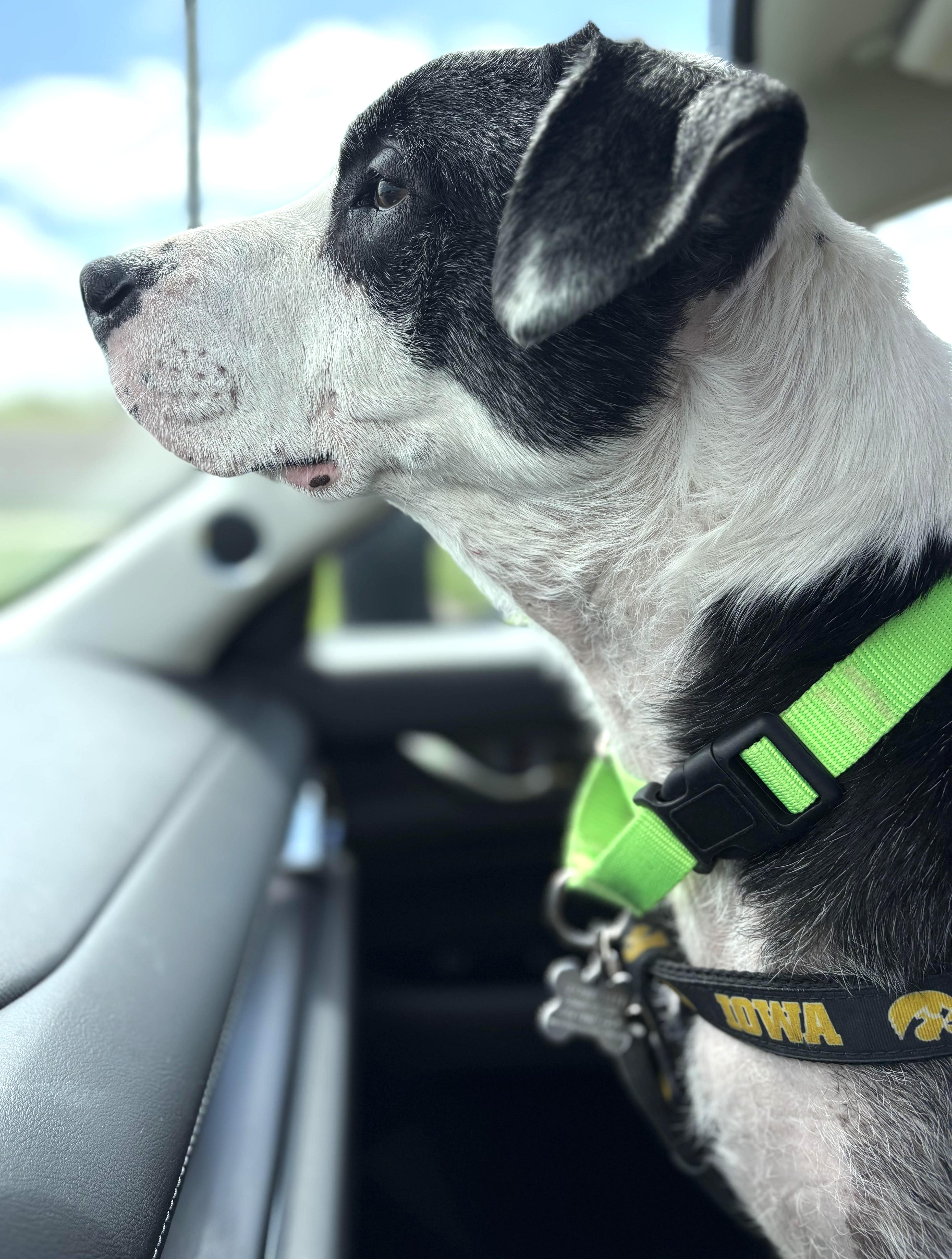 Enlarge Oscar, an adoptable mixed breed in Palatine, IL image 5/6