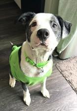 Enlarge Oscar, an adoptable mixed breed in Palatine, IL image 2/6