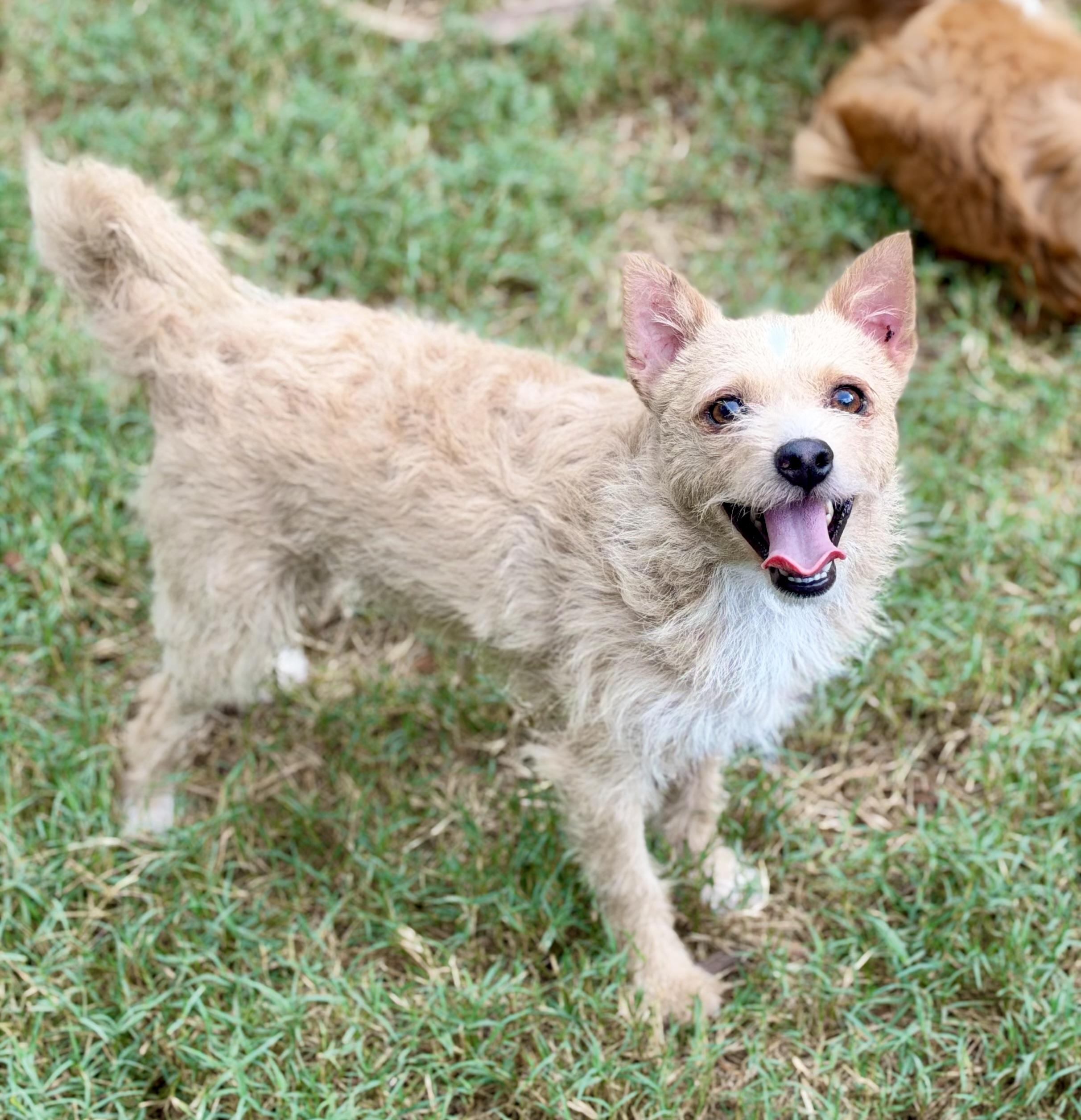 Enlarge Nigel- READ BIO, a Adoptable mixed breed in Mt Pleasant, SC image 3/4