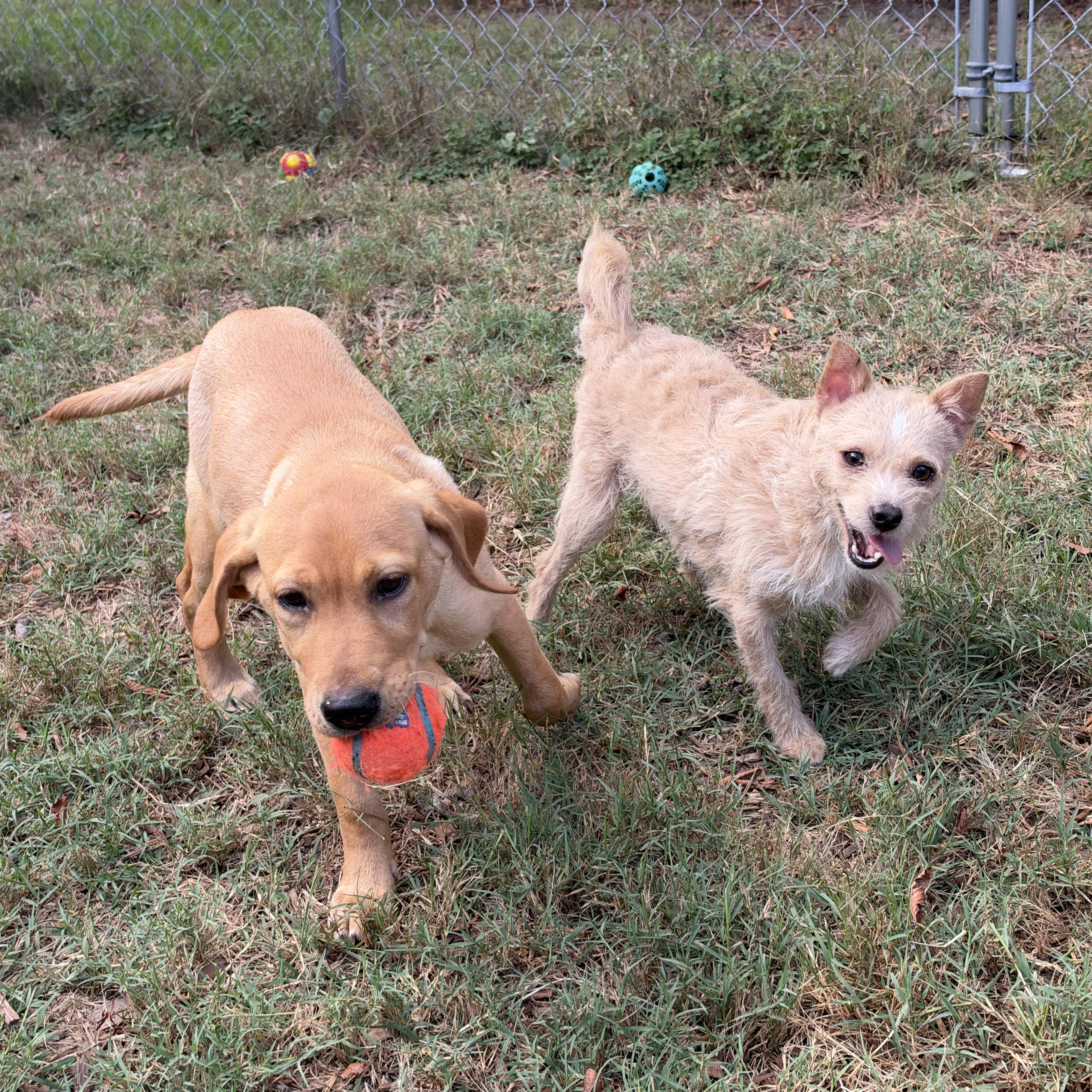 Enlarge Nigel- READ BIO, a Adoptable mixed breed in Mt Pleasant, SC image 4/4