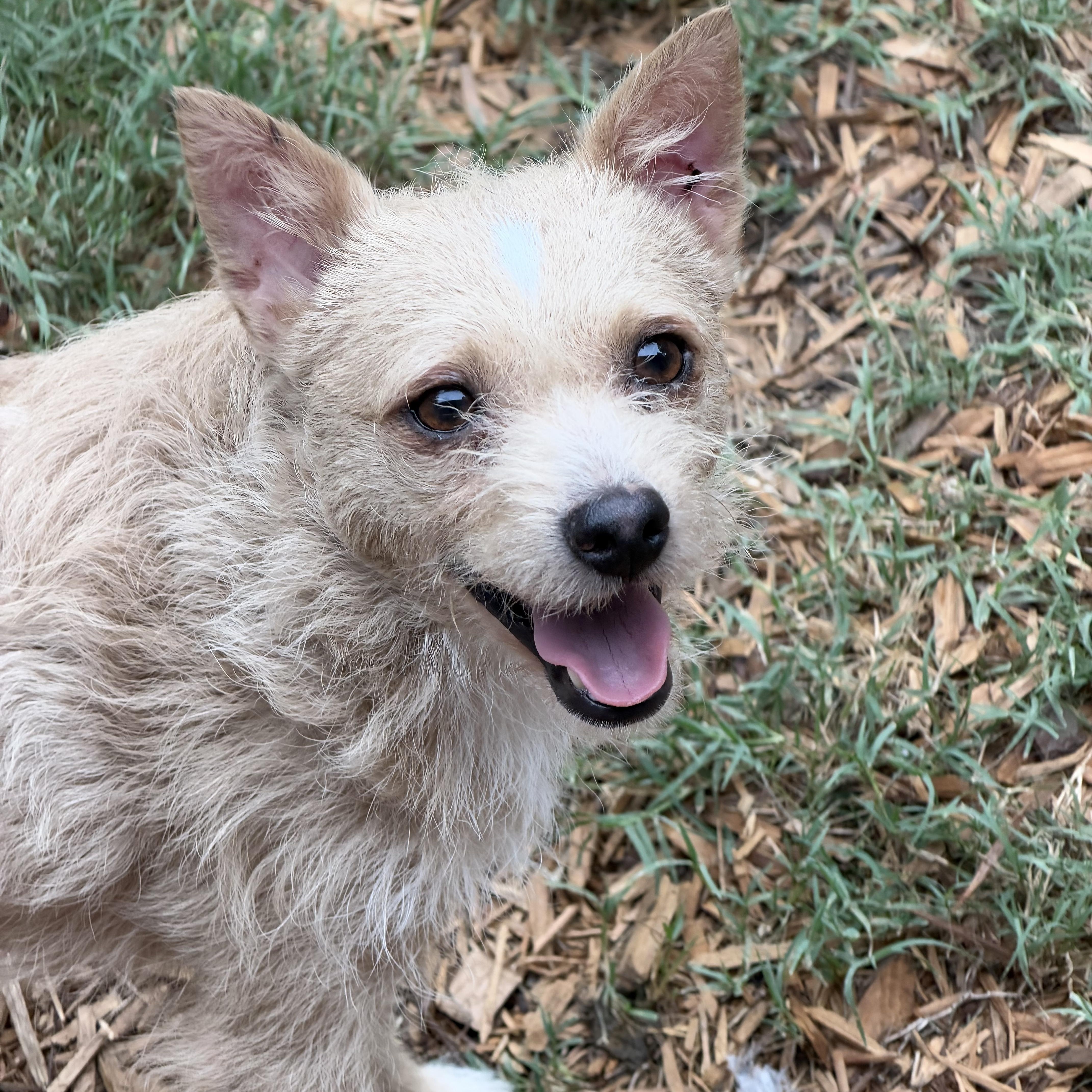 Enlarge Nigel- READ BIO, a Adoptable mixed breed in Mt Pleasant, SC image 1/4