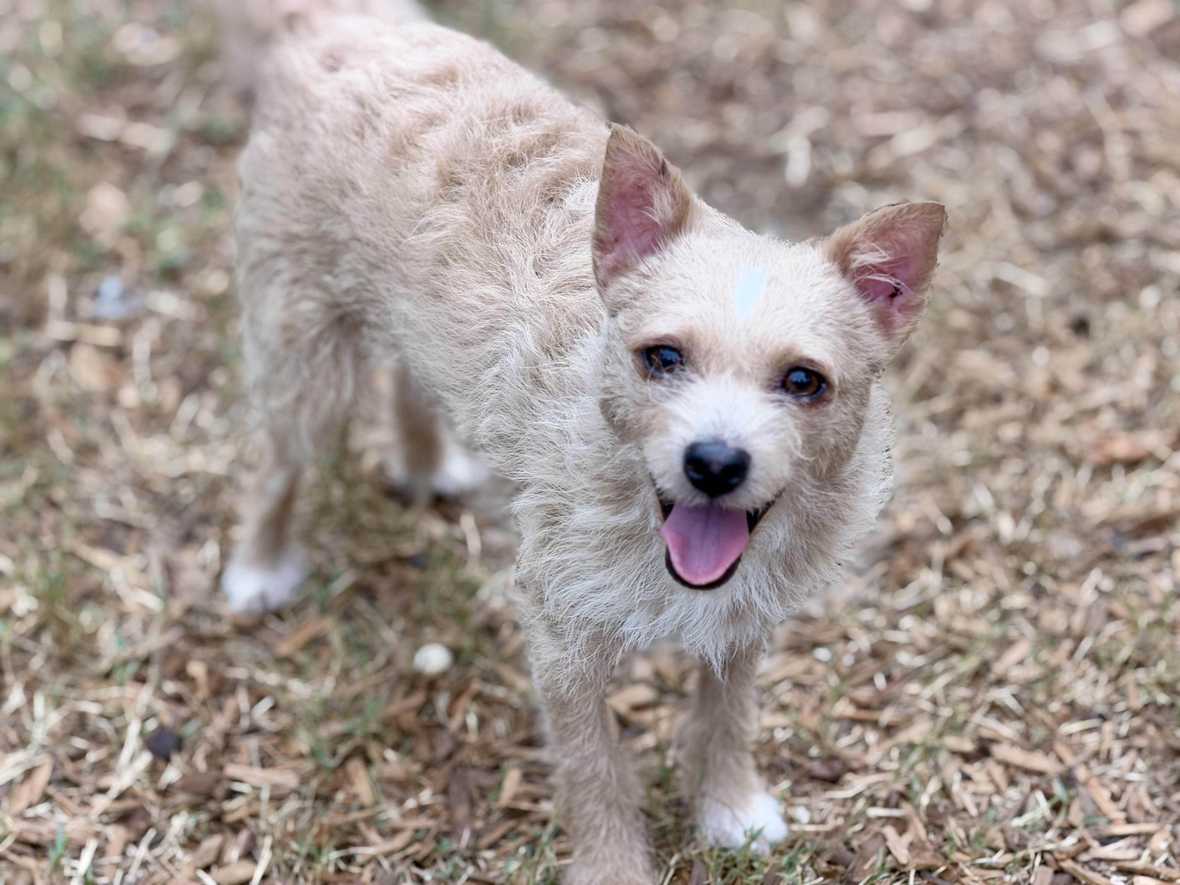 Enlarge Nigel- READ BIO, a Adoptable mixed breed in Mt Pleasant, SC image 2/4
