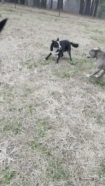 Enlarge Dave, a Adopted mixed breed in Salisbury, NC video 4/7