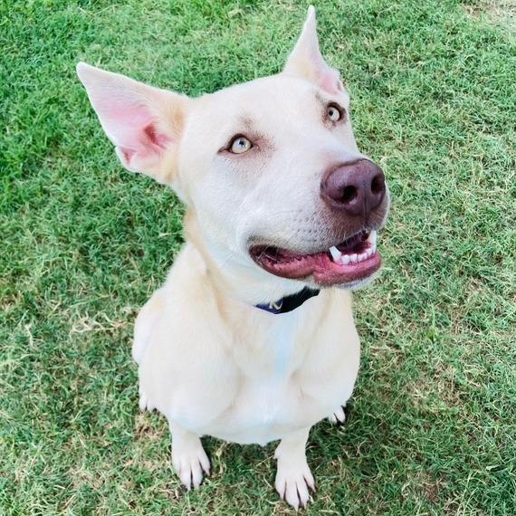 Enlarge Isla, a Adoptable mixed breed in Cabot, AR image 1/4