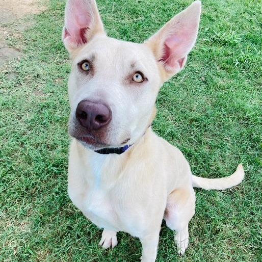 Enlarge Isla, a Adoptable mixed breed in Cabot, AR image 2/4