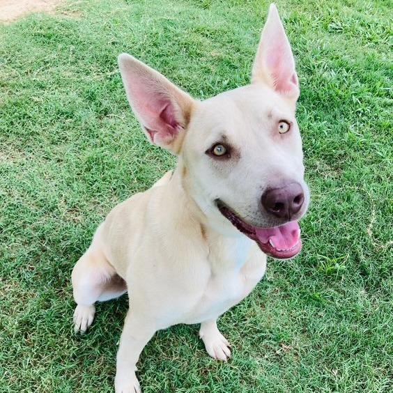 Enlarge Isla, a Adoptable mixed breed in Cabot, AR image 3/4